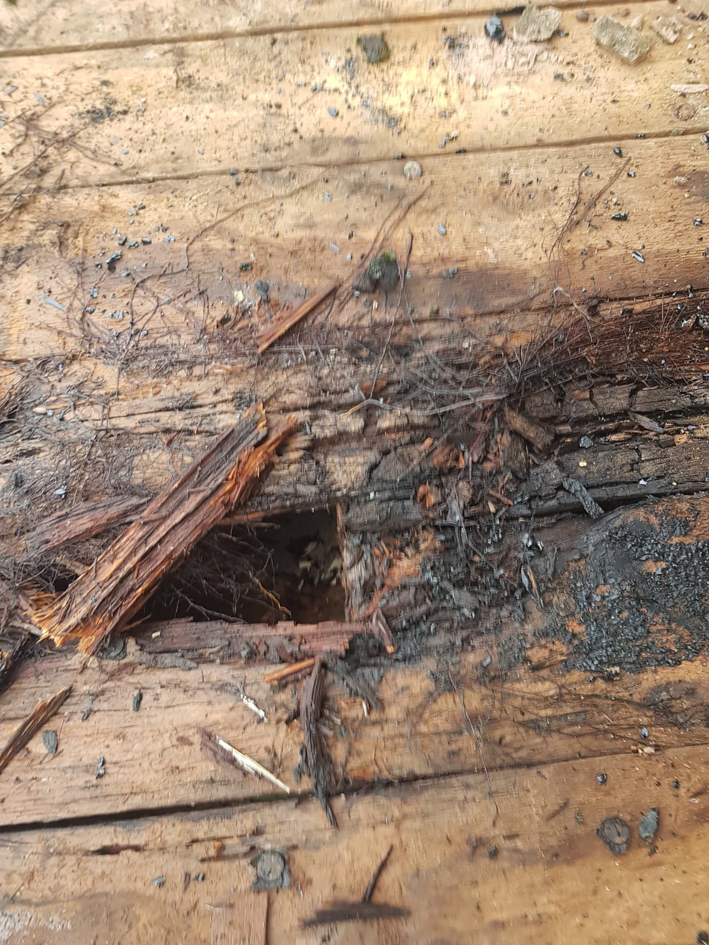 Damaged and rotten timber roof decking with hole showing deterioration