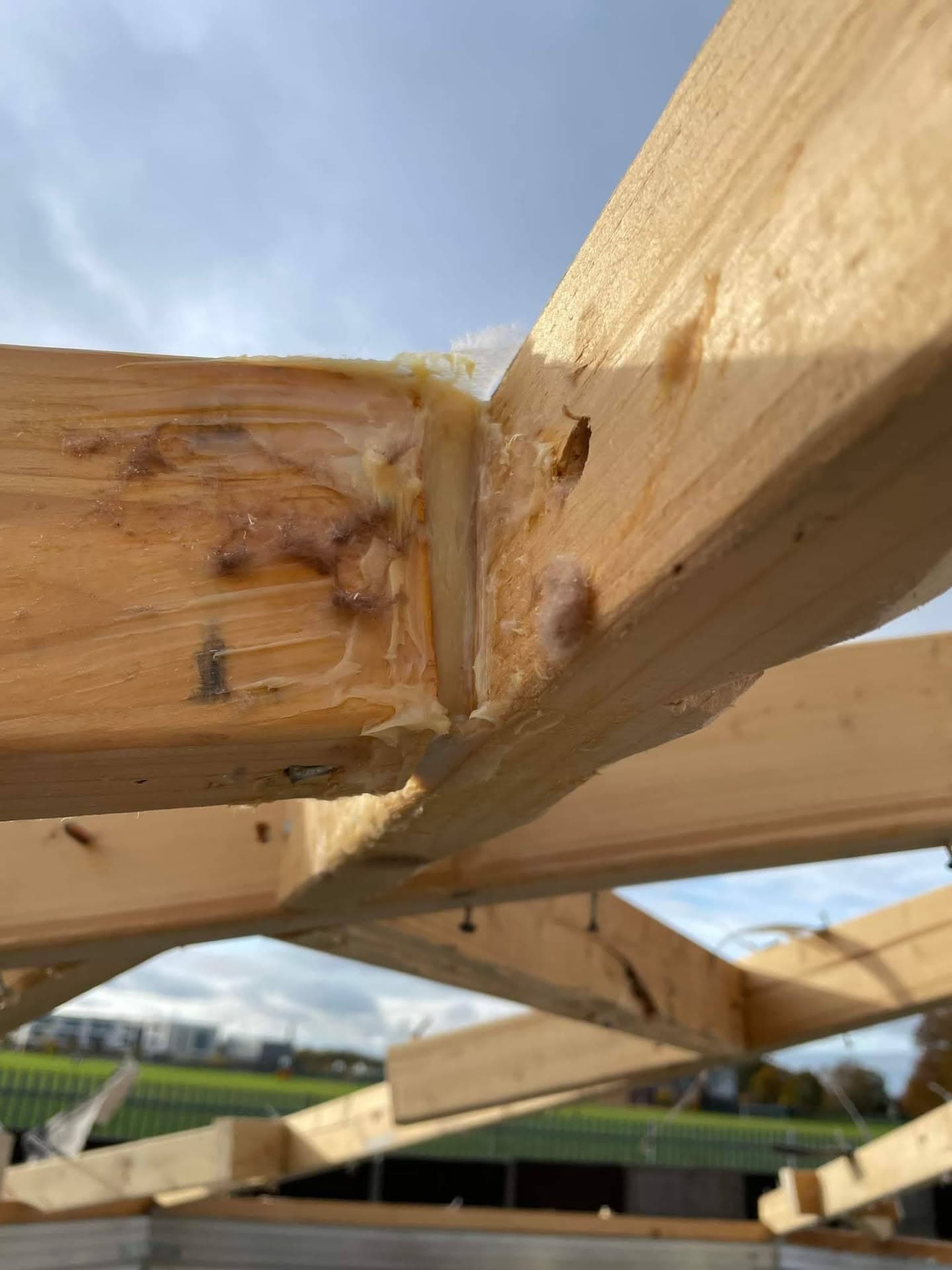 New timber roof structure showing joists and rafters during construction