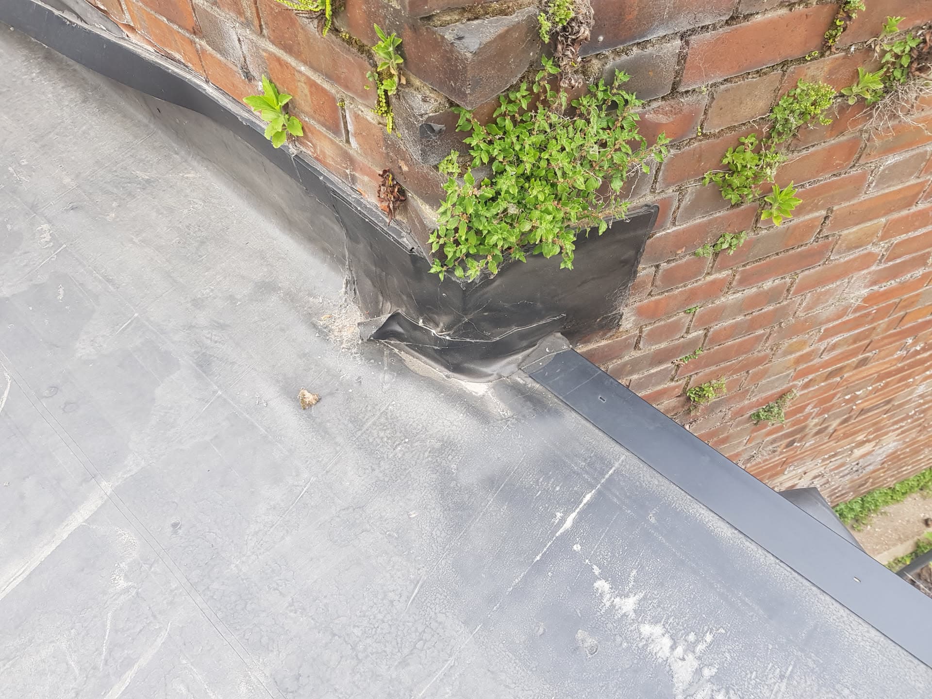 Flat roof with lead flashing around brick chimney stack with vegetation growth