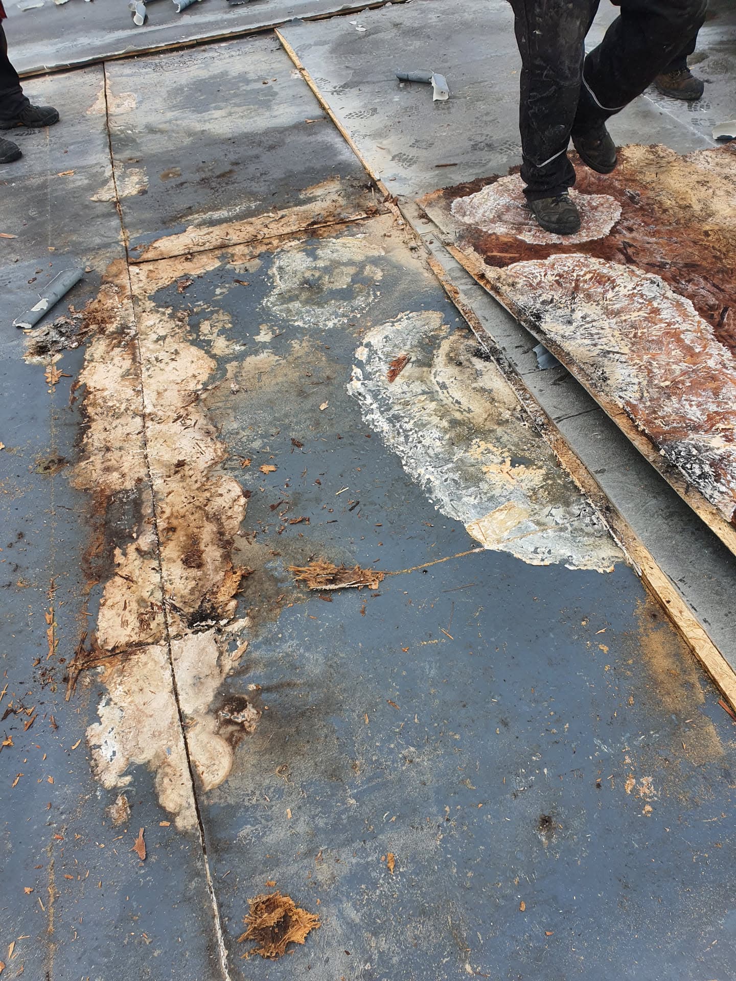 Fitter removing damaged felt from flat roof showing deteriorated surface and exposed timber